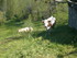 A COMME AZET - HAUTES PYRENEES