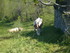 A COMME AZET - HAUTES PYRENEES