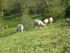 A COMME AZET - HAUTES PYRENEES