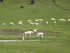 C COMME COL DE PEYRESOURDE - H