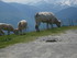 C COMME COL DE PEYRESOURDE - H