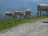 C COMME COL DE PEYRESOURDE - H