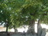 E COMME ESSE - CHARENTE - FRAN