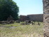 O COMME ORADOUR SUR GLANE - HA