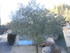 DES VIGNES ET BRODERIES