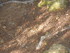 DES VIGNES ET BRODERIES