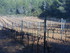 DES VIGNES ET BRODERIES