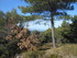DES VIGNES ET BRODERIES