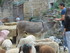 LES MEDIEVALES DE MORNAS (2) -