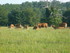 A COMME AMBERNAC - CHARENTE - 
