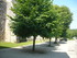 B COMME BENEST - CHARENTE - FR