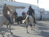 A COMME ABRIVADOS AUX SAINTES 