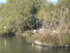 P COMME PONT DE GAU - BOUCHES 