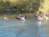 P COMME PONT DE GAU - BOUCHES 