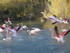 P COMME PONT DE GAU - BOUCHES 