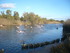 P COMME PONT DE GAU - BOUCHES 