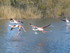 P COMME PONT DE GAU - BOUCHES 