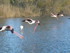 P COMME PONT DE GAU - BOUCHES 
