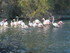 P COMME PONT DE GAU - BOUCHES 