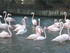 P COMME PONT DE GAU - BOUCHES 