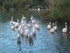 P COMME PONT DE GAU (2) - BOUC