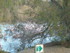 P COMME PONT DE GAU (2) - BOUC