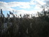 P COMME PONT DE GAU (2) - BOUC