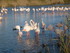 P COMME PONT DE GAU (2) - BOUC