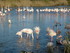 P COMME PONT DE GAU (2) - BOUC