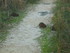 P COMME PONT DE GAU (2) - BOUC