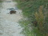 P COMME PONT DE GAU (2) - BOUC