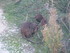 P COMME PONT DE GAU (2) - BOUC