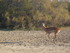 S COMME SIGEAN (5) - AUDE - FR