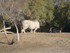 S COMME SIGEAN (7) - AUDE - FR