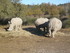 S COMME SIGEAN (7) - AUDE - FR
