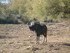 S COMME SIGEAN (8) - AUDE - FR