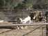 S COMME SIGEAN (8) - AUDE - FR