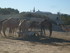 S COMME SIGEAN (8) - AUDE - FR