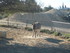 S COMME SIGEAN (8) - AUDE - FR