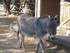 S COMME SIGEAN (9) - AUDE - FR