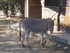 S COMME SIGEAN (9) - AUDE - FR