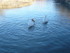 S COMME SIGEAN (9) - AUDE - FR