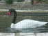 S COMME SIGEAN (10) - AUDE - F