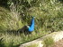 S COMME SIGEAN (10) - AUDE - F