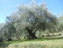 SUR LES TRACES DE GIONO