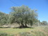 SUR LES TRACES DE GIONO