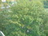 R COMME ROCAMADOUR (9) - LOT -