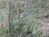 R COMME ROCAMADOUR (16) - LOT 