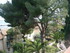 C COMME CANNES (7) - ALPES MAR