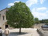 A COMME ABBAYE DE SILVACANE - 